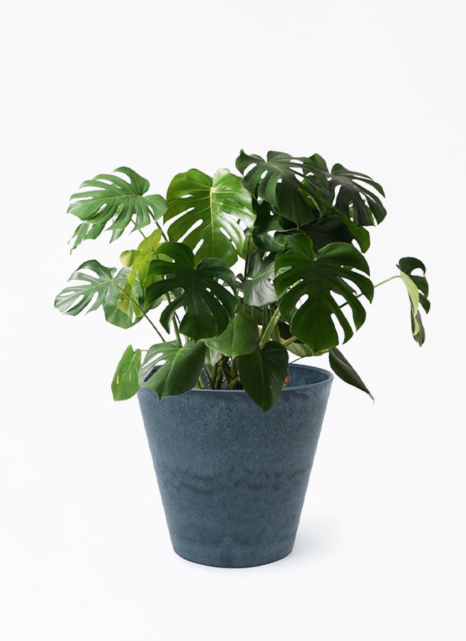 ⭐️ 大型美品⭐️ 観葉植物 幹太2株入りモンステラの木 横浜引き取り限定 ⭐️ 大型美品⭐️ 観葉植物 幹太2株入りモンステラの木 横浜