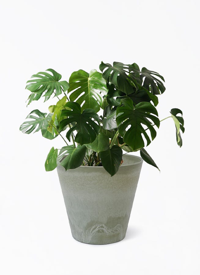 観葉植物 モンステラ 8号 ボサ造り アートストーン ラウンド EUCA 付き