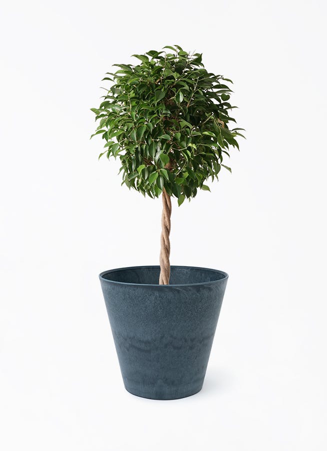 観葉植物 フィカス ベンジャミン 8号 玉造り アートストーン ラウンド