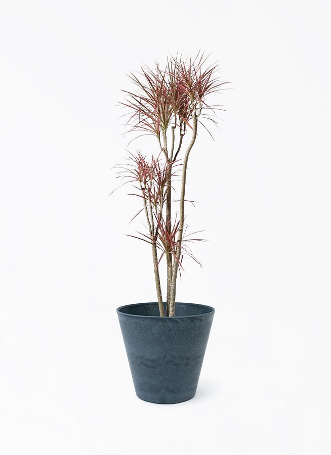 ドラセナ コンシンネ レインボー 8号 | 観葉植物通販HitoHana(ひとはな)