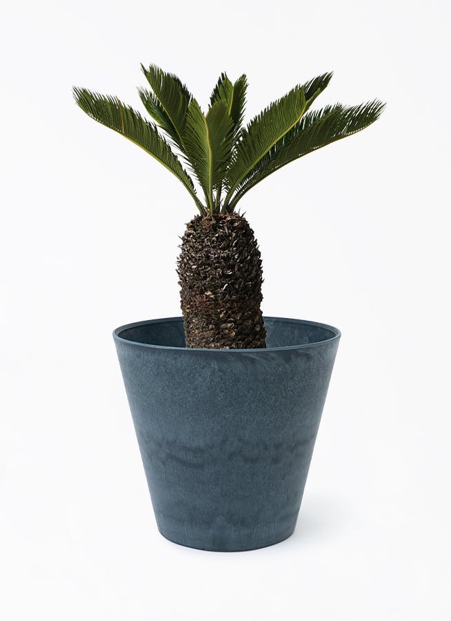 ソテツ 8号 | 観葉植物 | インテリアやギフトに - Hitohana（ひとはな）