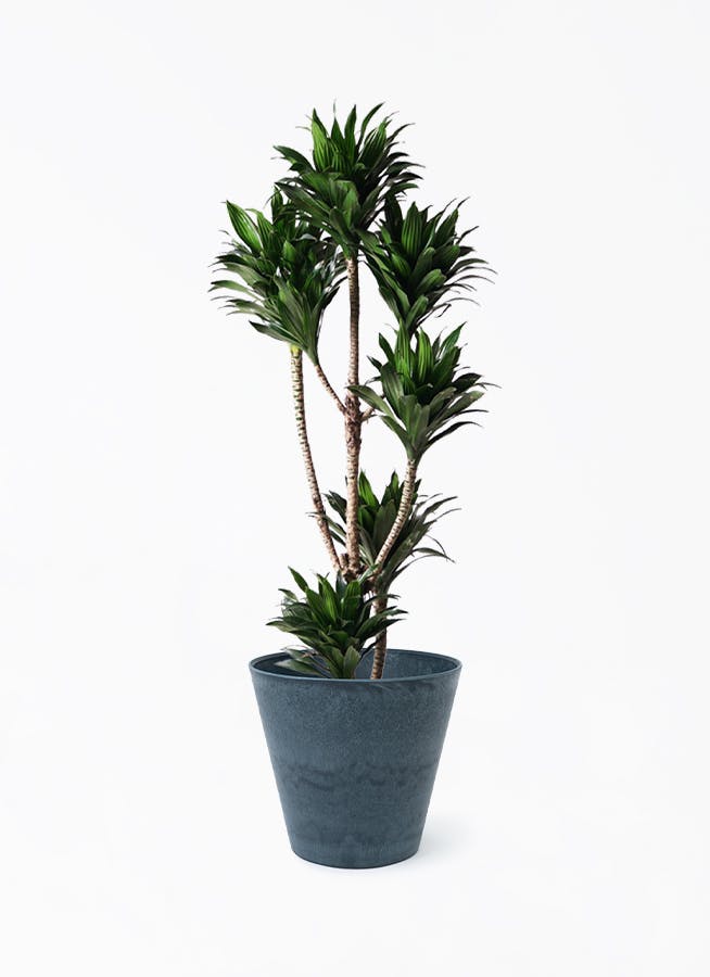 ドラセナ コンパクター | 観葉植物通販HitoHana(ひとはな)