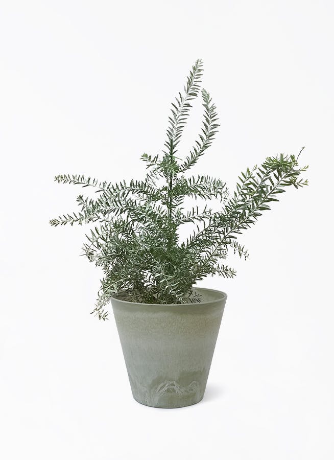 観葉植物 アカシア ブルーブッシュ 8号 アートストーン ラウンド