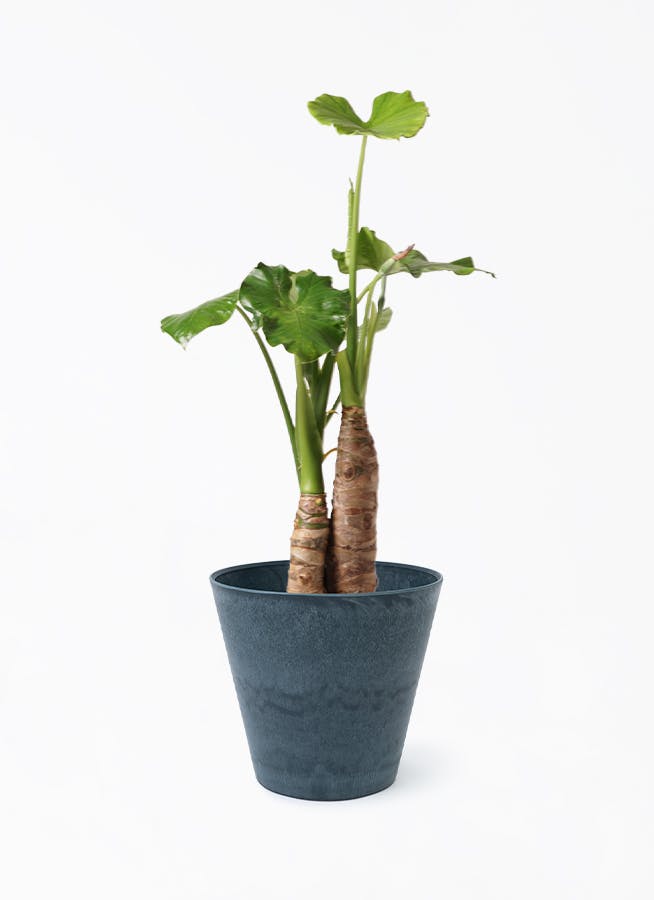 クワズイモを価格(値段別)に選ぶ | HitoHana（ひとはな）