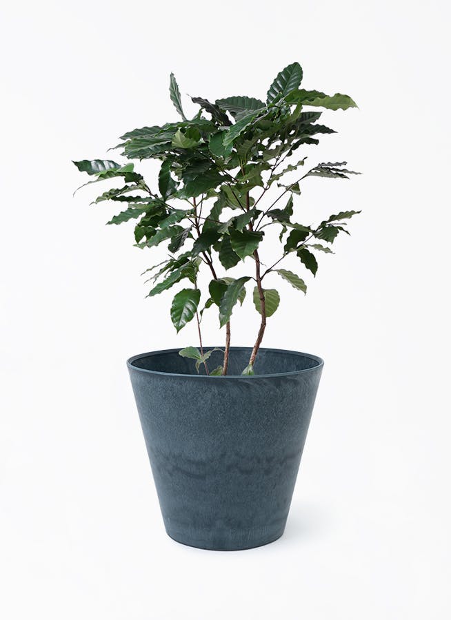 コーヒーの木 8号 | 観葉植物 | 送料無料でお届け - Hitohana（ひとはな）
