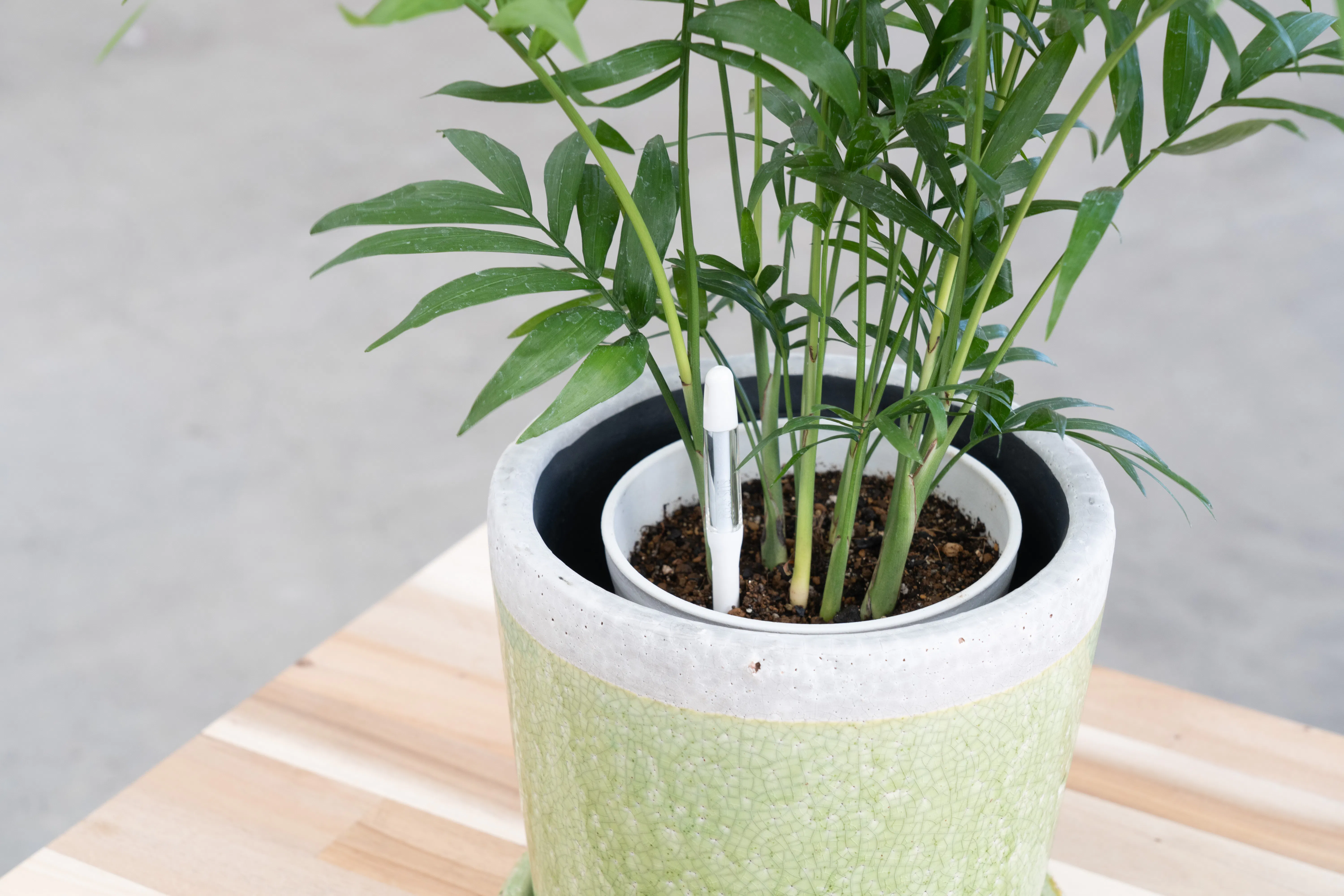 水やりチェッカー サスティー （SUSTEE) | 観葉植物ならHitoHana