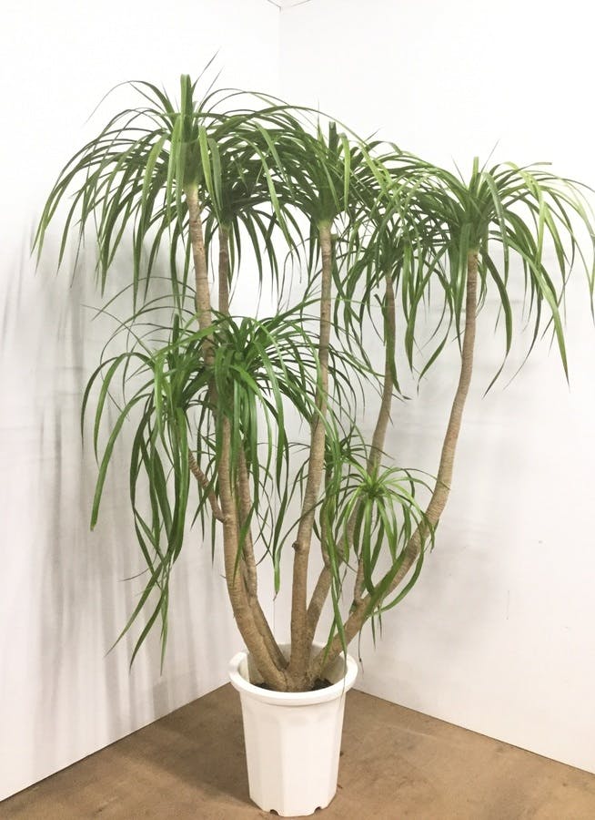 観葉植物 【160cm】ドラセナ カンボジアナ 10号 #22549