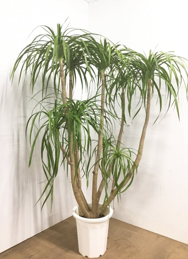 観葉植物 160cm ドラセナ カンボジアナ 10号 観葉植物ならhitohana ひとはな 観葉植物 160cm ドラセナ カンボジアナ 10号 観葉植物ならhitohana ひとはな