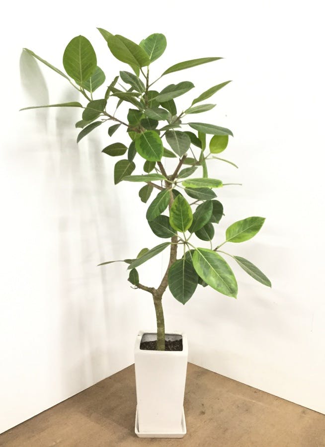 のオシャレな フィカス アルテシーマ ループ仕立て 3dカーブ ゴムの木 ホワイト セラアート鉢 送料無料 観葉植物 おしゃれ 中型 大型 フィカス ゴムの木 花 ガーデン Diy 花 観葉植物 インテリア 新着商品 Atelier Beaumarchais Com