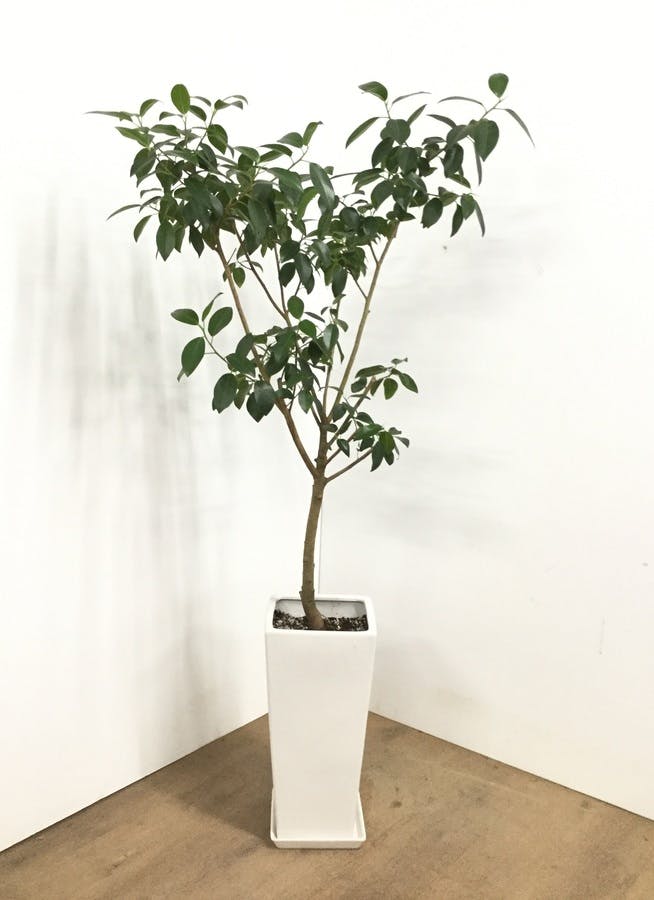 観葉植物 155cm 陶器鉢 フランスゴムの木 8号 観葉植物ならhitohana ひとはな