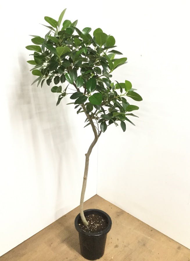 観葉植物 150cm フランスゴムの木 8号 曲り 観葉植物ならhitohana ひとはな 観葉植物 150cm フランスゴムの木 8号 曲り 観葉植物ならhitohana ひとはな