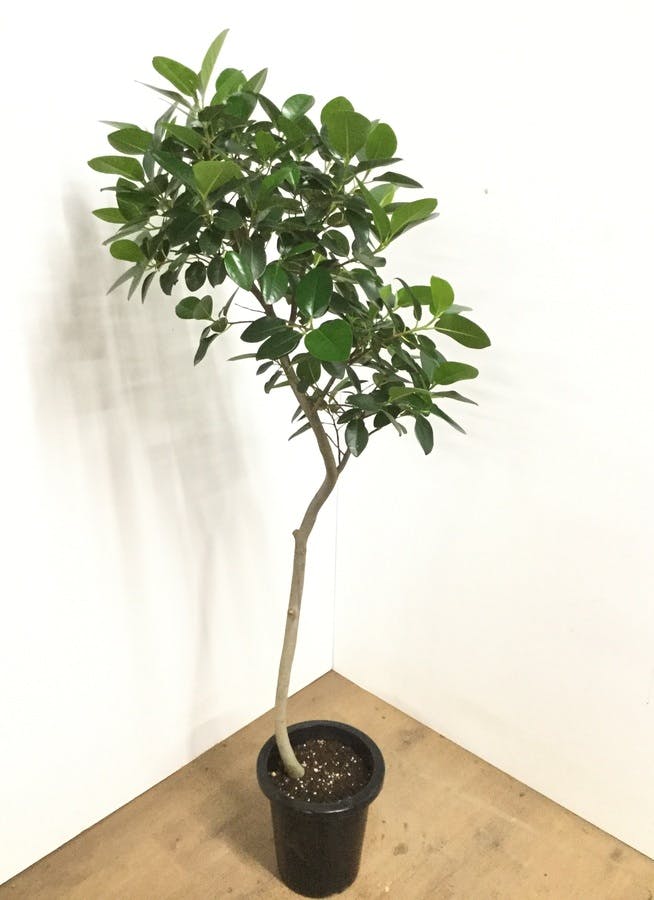 観葉植物 150cm フランスゴムの木 8号 曲り 観葉植物ならhitohana ひとはな