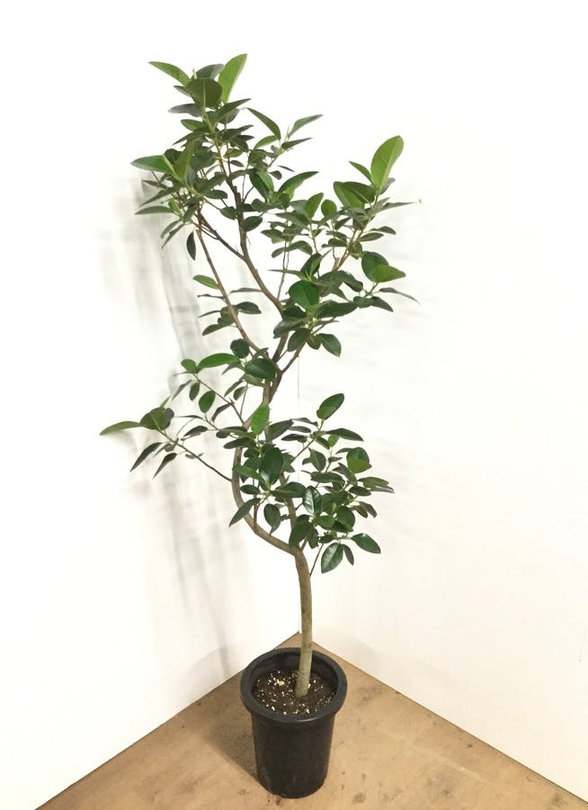 観葉植物 160cm フランスゴムの木 8号 曲り 観葉植物ならhitohana ひとはな 観葉植物 160cm フランスゴムの木 8号 曲り 観葉植物ならhitohana ひとはな