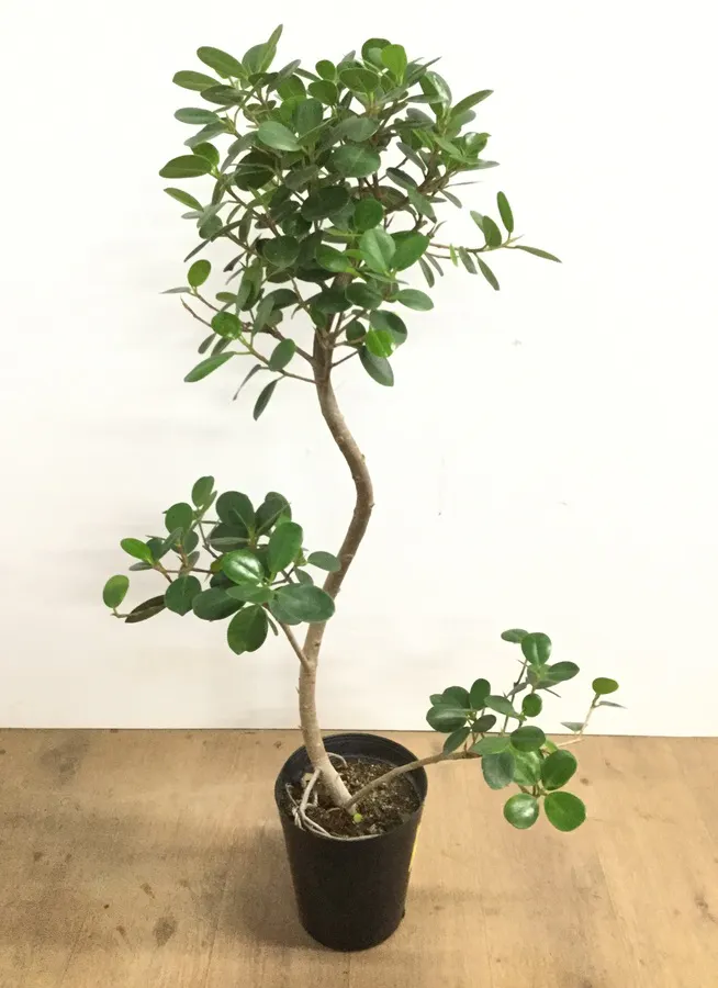 観葉植物 95cm パンダガジュマル 6号 曲り 225 観葉植物ならhitohana ひとはな