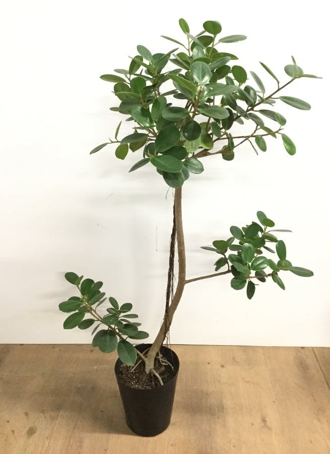 観葉植物 95cm パンダガジュマル 6号 観葉植物ならhitohana ひとはな 観葉植物 95cm パンダガジュマル 6号 観葉植物ならhitohana ひとはな