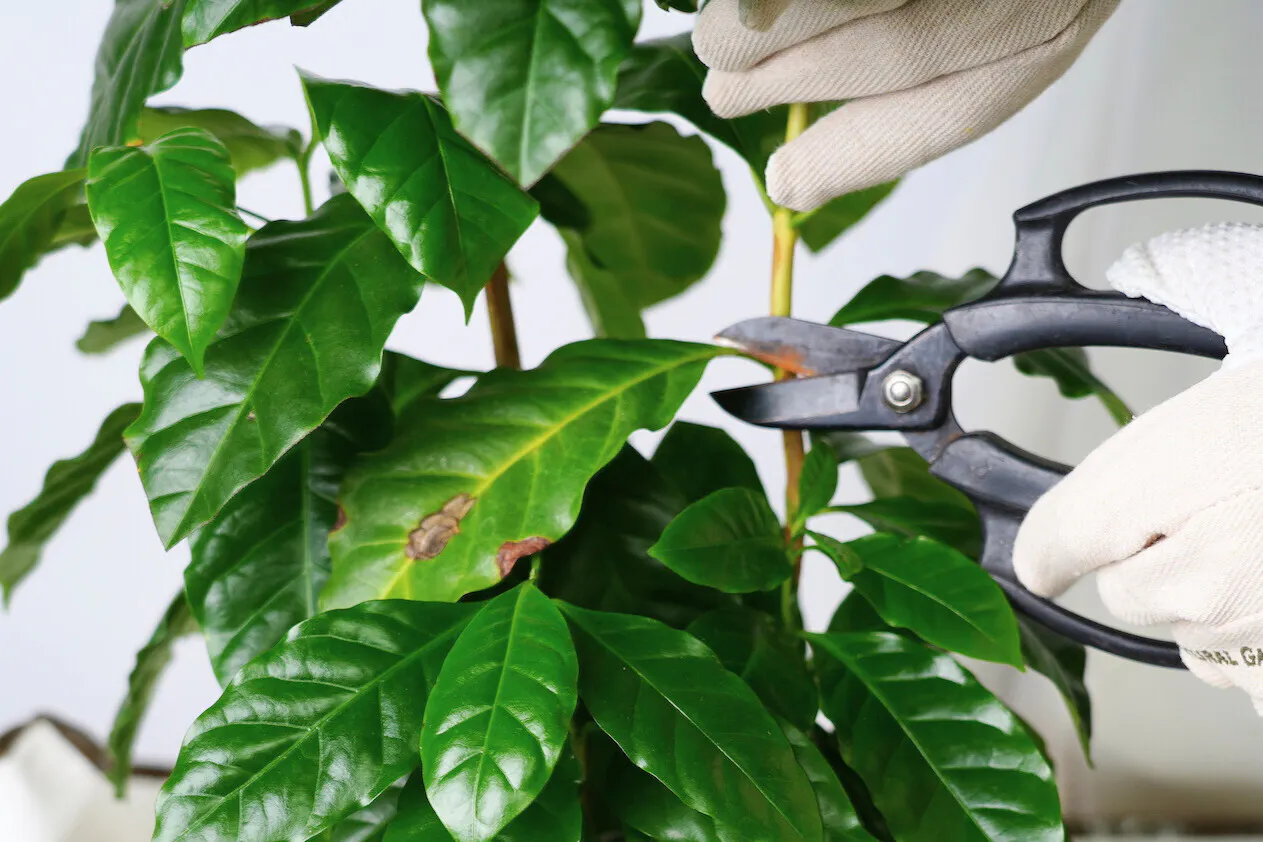 植物相談 | 観葉植物の通販ならHitoHana（ひとはな）