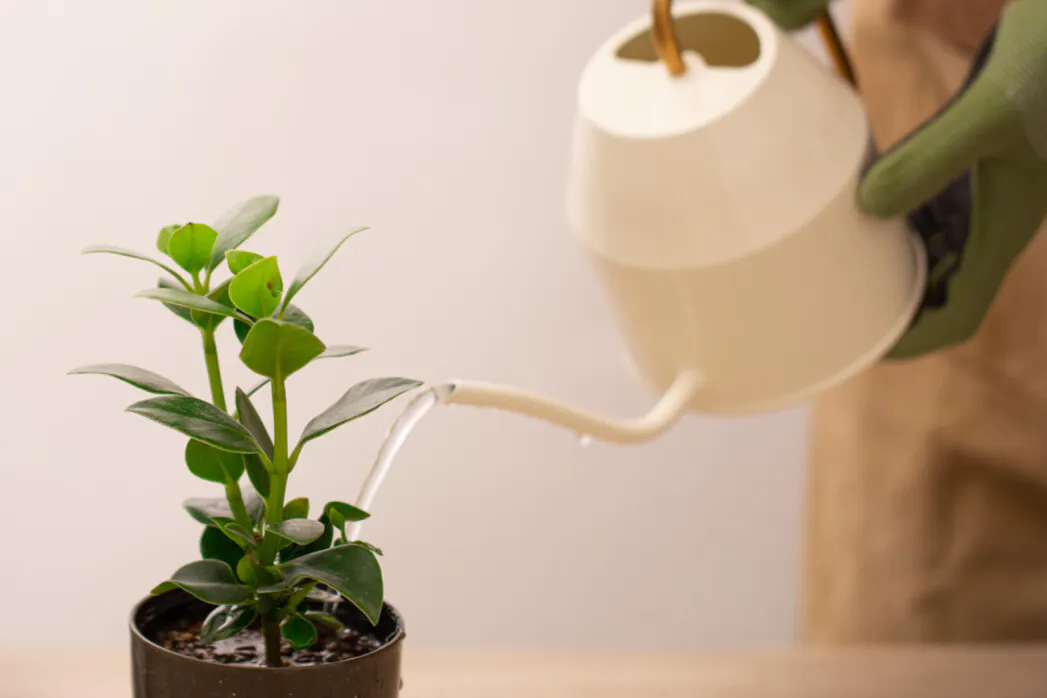 植物相談 | 観葉植物の通販ならHitoHana（ひとはな）