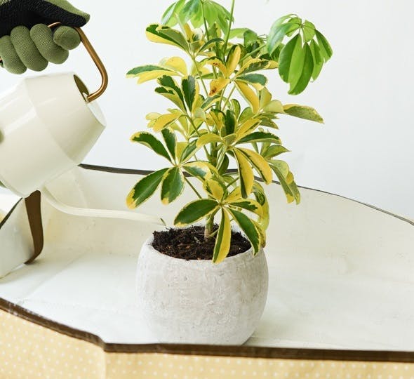 観葉植物の植え替え | 適切な時期とやり方の基本 | HitoHana（ひとはな）
