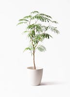 エバーフレッシュ | 観葉植物の通販ならHitoHana（ひとはな）