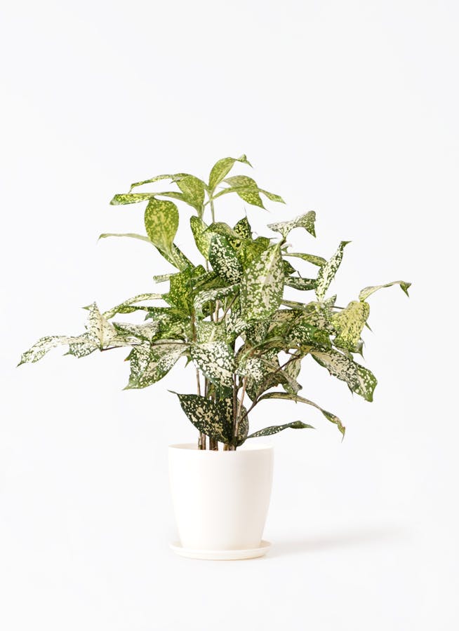 観葉植物 ドラセナ ゴッドセフィアーナ 4号 ラスターポット 付き