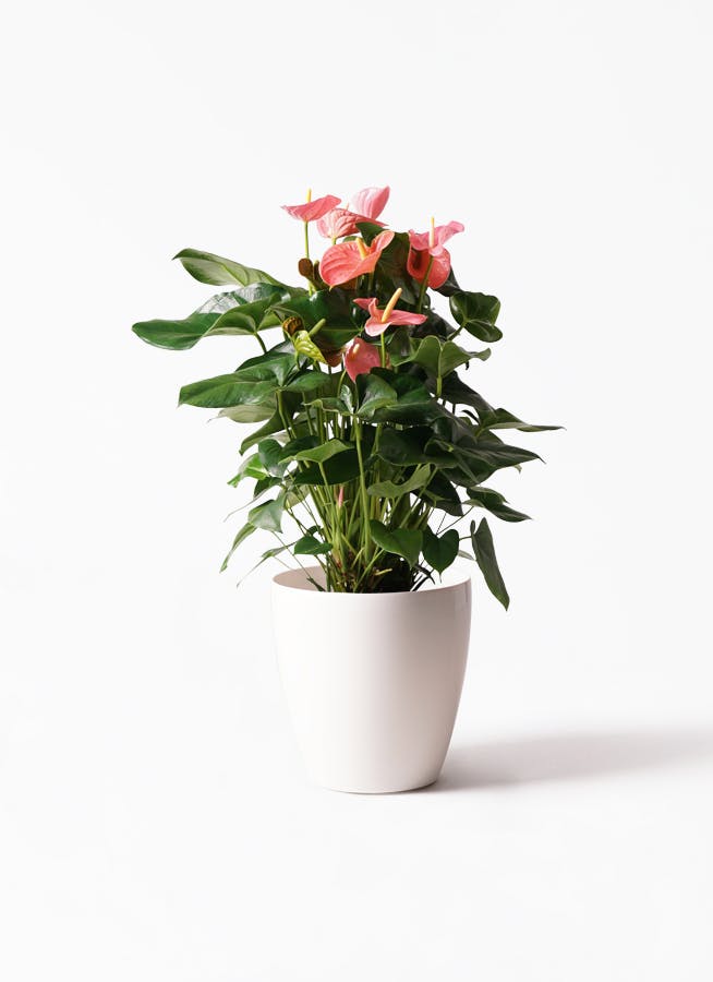 観葉植物 アンスリウム 10号 ピンク ラスターポット 付き 観葉植物ならhitohana ひとはな