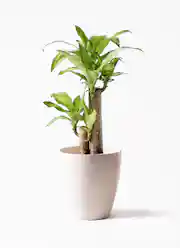 観葉植物 ドラセナ 6号 幸福の木 プラスチック鉢 | 観葉植物なら 