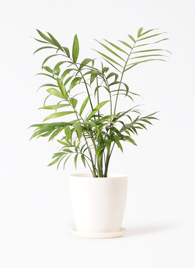 観葉植物 テーブルヤシ 4号 ラスターポット 付き | 観葉植物なら