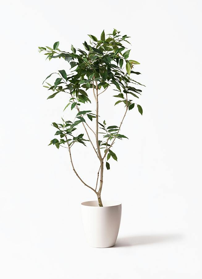 観葉植物 アマゾンオリーブ (ムラサキフトモモ) 10号 ラスターポット