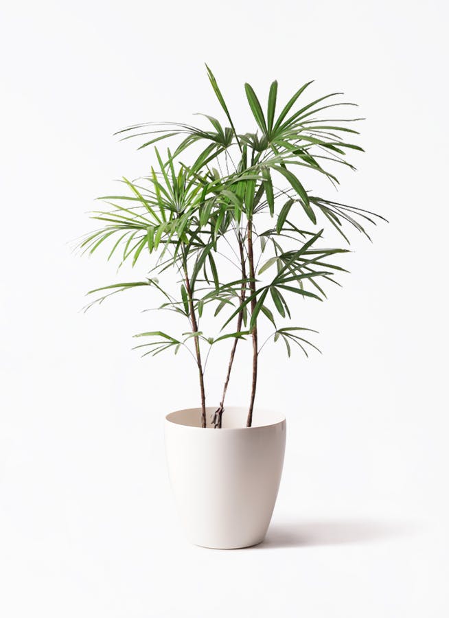 シュロチク（棕櫚竹） | 観葉植物の通販ならHitoHana（ひとはな）