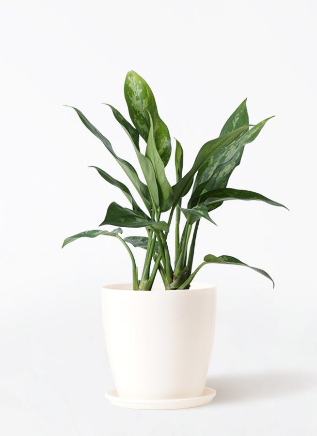 アグラオネマ | 観葉植物 | インテリアやギフトに - Hitohana