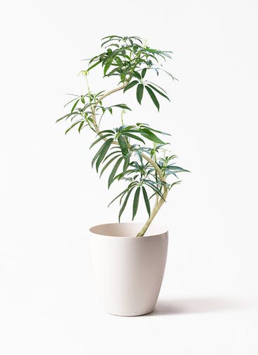札幌に贈る観葉植物の通販 Hitohana ひとはな 札幌に贈る観葉植物の通販 Hitohana ひとはな