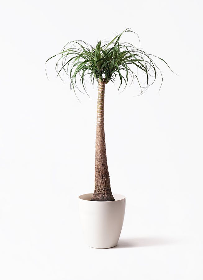 ノリナ エクセルサ Nolina excelsa 8号 105cm ノリナ エクセルサ Nolina excelsa 8号 105cm 楽天市場】トックリラン