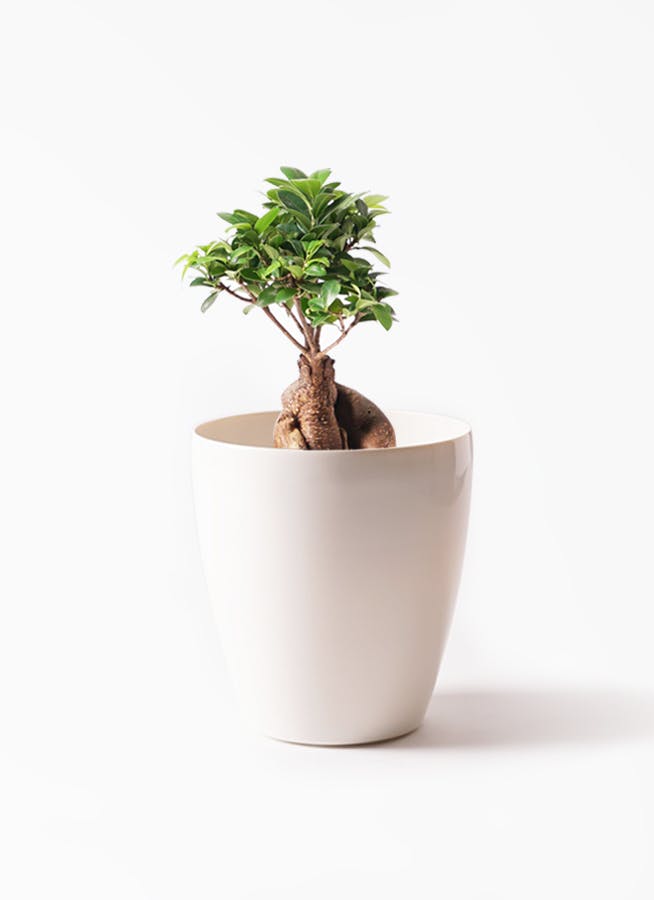 観葉植物 ガジュマル 6号 ラスターポット 付き 観葉植物ならhitohana ひとはな 観葉植物 ガジュマル 6号 ラスターポット 付き 観葉植物ならhitohana ひとはな
