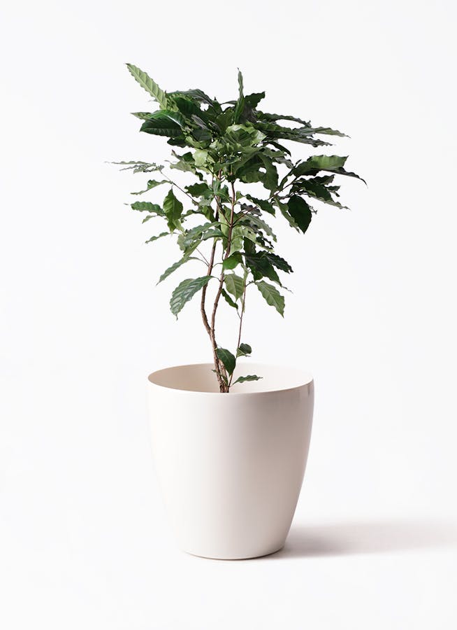コーヒーの木 8号 | 観葉植物 | 送料無料でお届け - Hitohana