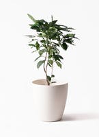 インダストリアル調のお部屋におすすめな観葉植物の通販 | HitoHana 
