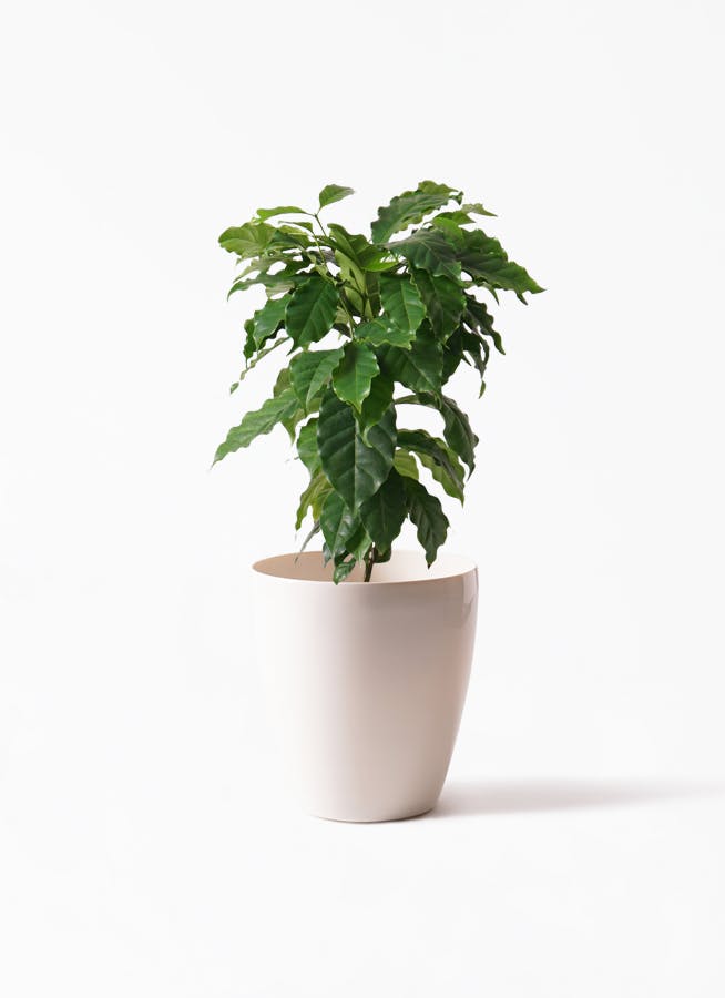 観葉植物 コーヒーの木 6号 ラスターポット 付き 観葉植物ならhitohana ひとはな 観葉植物 コーヒーの木 6号 ラスターポット 付き 観葉植物ならhitohana ひとはな