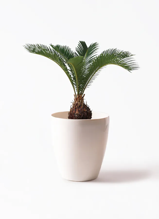 観葉植物 南国風 | 観葉植物 南国風