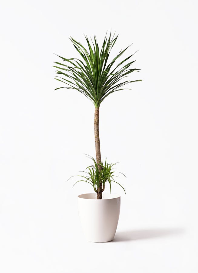 カンボジアーナ10号◎千葉県引取り ドラセナ 10号 | 観葉植物の通販ならHitoHana（ひとはな）