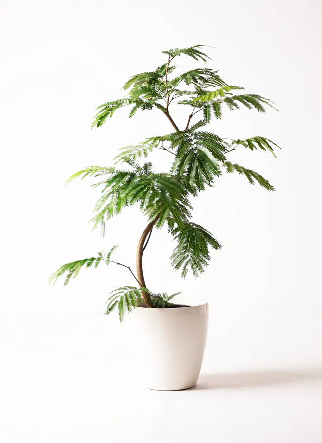 エバーフレッシュ 146cm 8号 S-shaped （Amazon｜観葉植物 