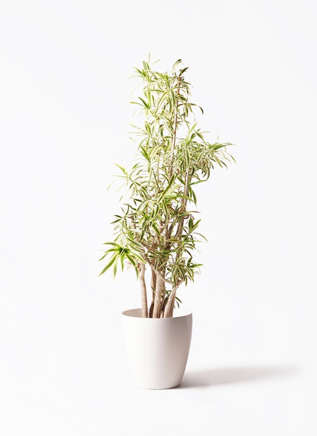 綺麗な樹形★ 観葉植物 ドラセナ ソングオブインディア ドラセナ ソング オブ インディア | 観葉植物通販HitoHana(ひとはな)