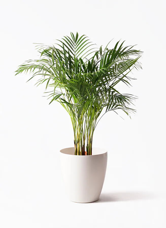 アレカヤシ 大型 | 観葉植物通販HitoHana(ひとはな)