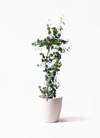 ユーカリ | 観葉植物の通販ならHitoHana（ひとはな）