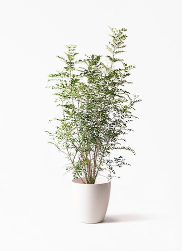 価格別 値段 別に観葉植物を選ぶ 通販 Hitohana ひとはな 価格別 値段 別に観葉植物を選ぶ 通販 Hitohana ひとはな