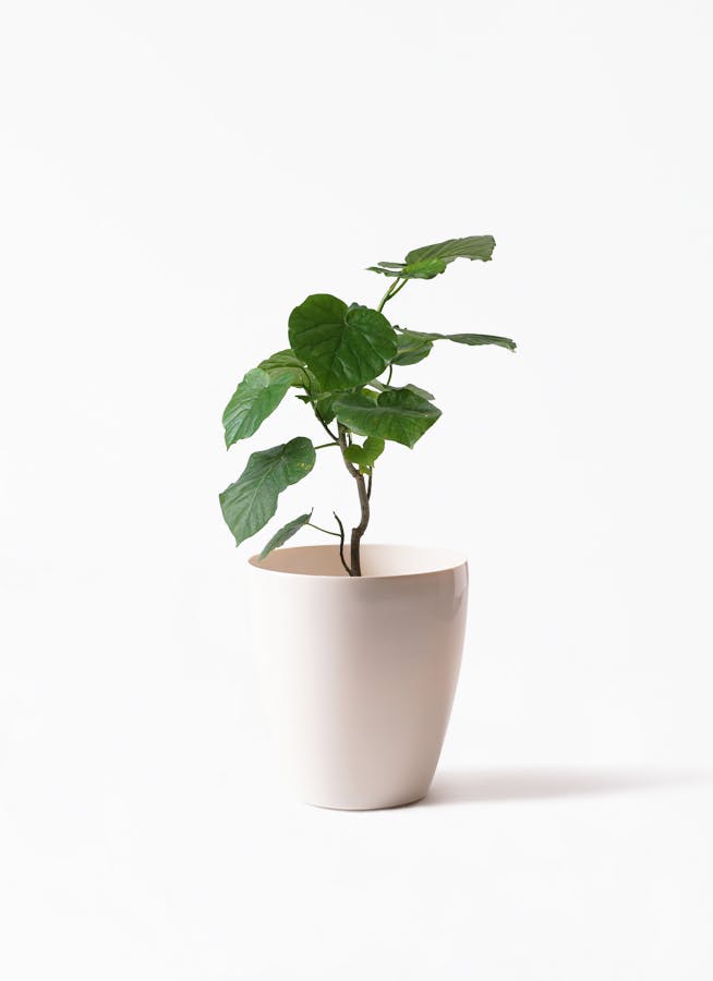 観葉植物 フィカス ウンベラータ 6号 ノーマル ラスターポット 付き 観葉植物ならhitohana ひとはな 観葉植物 フィカス ウンベラータ 6号 ノーマル ラスターポット 付き 観葉植物ならhitohana ひとはな