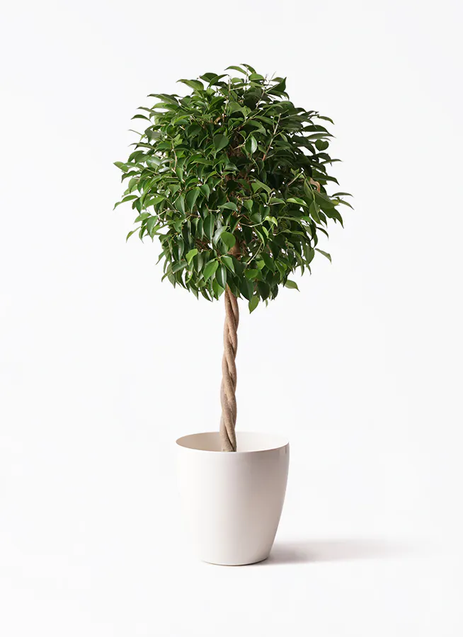 フィカス ベンジャミン 8号 | 観葉植物 | インテリアやギフトに 