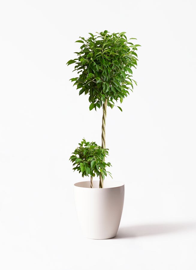 観葉植物 フィカス ベンジャミン 10号 玉造り ラスターポット 付き 観葉植物ならhitohana ひとはな 観葉植物 フィカス ベンジャミン 10号 玉造り ラスターポット 付き 観葉植物ならhitohana ひとはな
