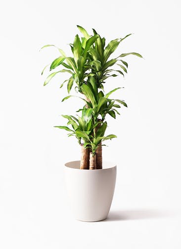 観葉植物 ドラセナ 幸福の木 8号 ノーマル ラスターポット 付き