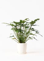 インダストリアル調のお部屋におすすめな観葉植物の通販 | HitoHana 