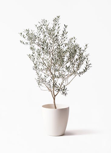オリーブの木 観葉植物通販hitohana ひとはな オリーブの木 観葉植物通販hitohana ひとはな