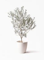 オリーブの木 1点もの（現品・現物） | 観葉植物通販HitoHana(ひとはな)